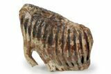 Woolly Mammoth Lower M Molar - North Sea Deposits #357022-1